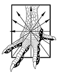 Logo Olga Tattoo